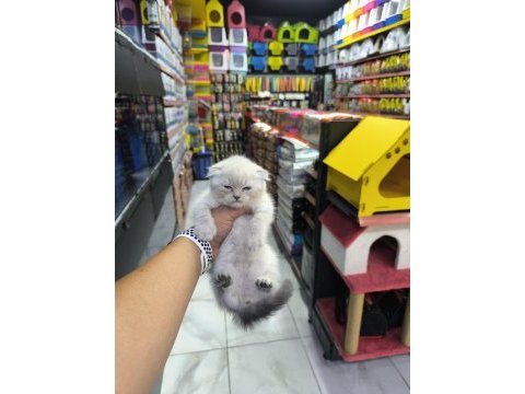 A kalite british scottish fold yavrularımız