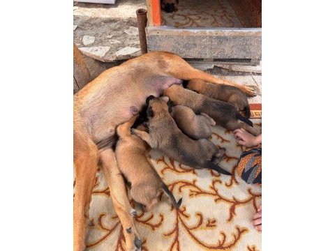 Dişi ve erkek belçika kurdu yavruları