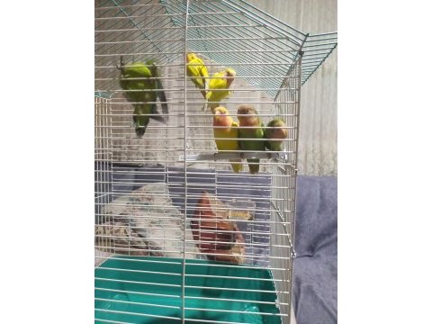 Kuşçu hüseyinden evcil cennet papağanları
