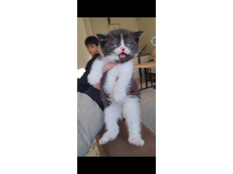British shorthair çikolata bicolor