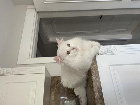 2 yaşında british longhair sahiplendirilecektir