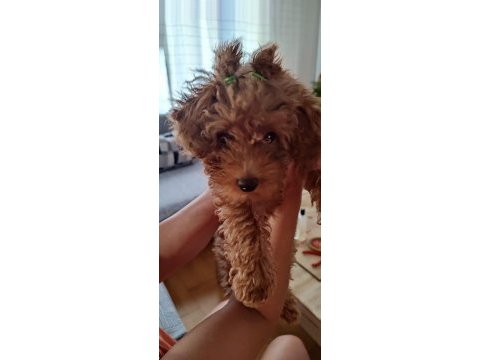 Toy poodle leri en tatlısı