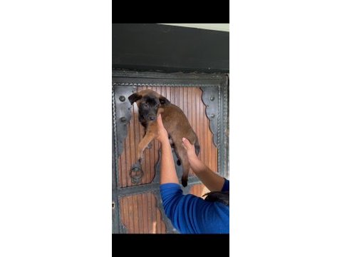 Belçika kurdu (malinois) yavrularımız