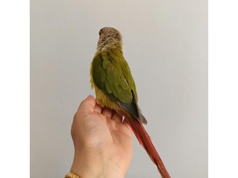 El omuza alışkın konur papağanı