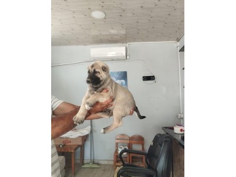 Üst düzey bir dişi bir erkek kangal yavrular