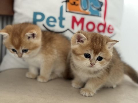 Ankarada ziyarete açık golden british shorthair