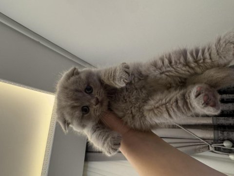 Özel ırk scottish fold