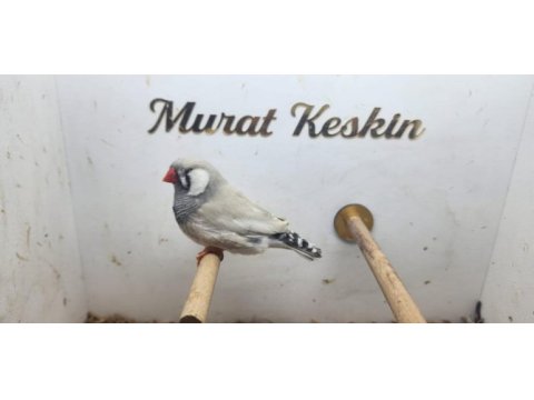 Pastel zebra finch takımlar