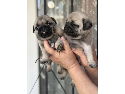 Pug mops bebekler