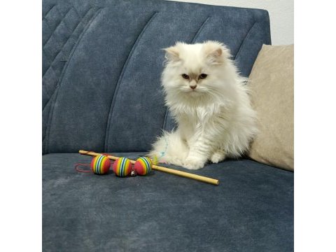 Full şampiyon şecereli british longhair cy1133 kedim