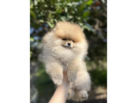 Şecereli teddy bear dişi pomeranian