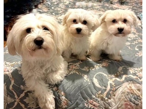 3 aylık erkek saf maltese terrier