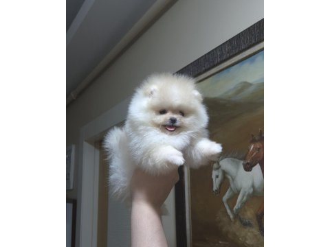 Üst kalite teacup pomeranian orijinal ırk minik prenses