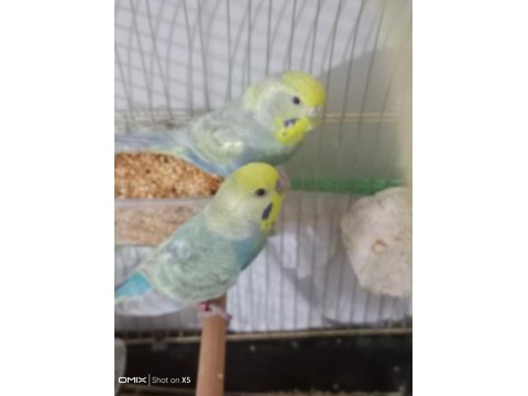 Rainbow çift muhabbet kuşu