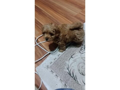 Poodle yavrular