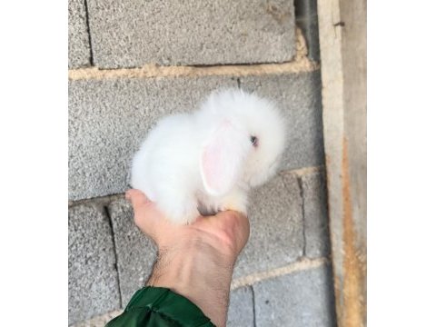 Mavi göz hollanda lop tavşanı