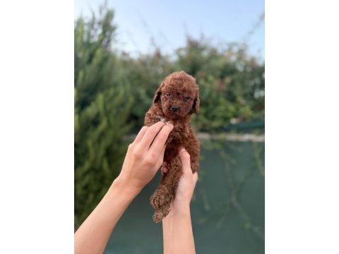 Petibör tadında poodle yanlışlıkla yemeyiniz