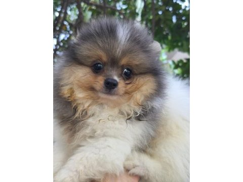 Merly erkek güzeli pomeranian
