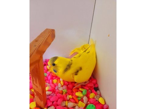 Yeni bebek dişi muhabbet kuşu renk güzeli