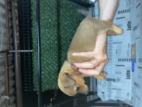 Chihuahua 45 günlük yavru dişi