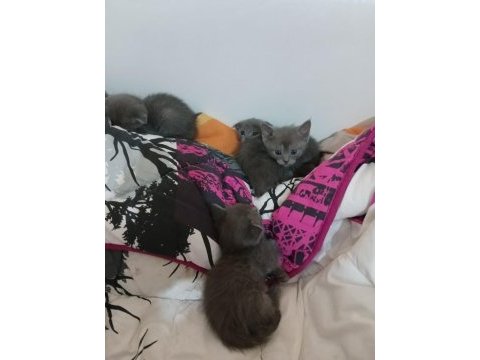Safkan scottish fold kediler