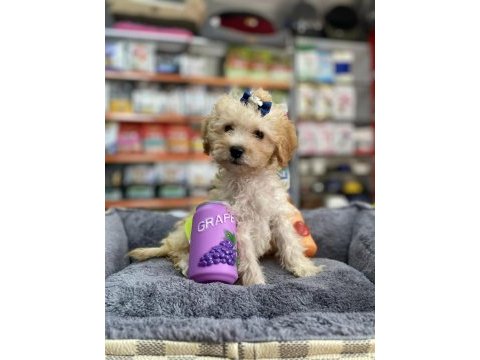Mini ve standart maltipoo bebekler