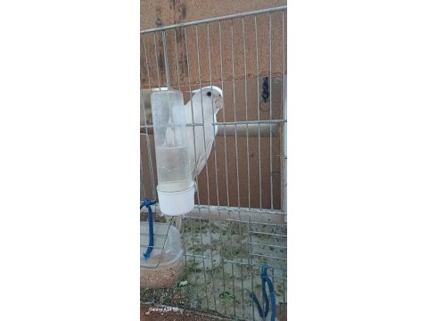Çift (eş) sultan papağanı