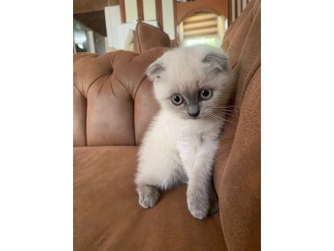 Scottish fold blue point dişi