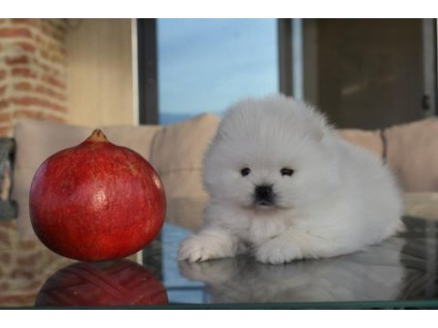 Safkan pomeranian boo