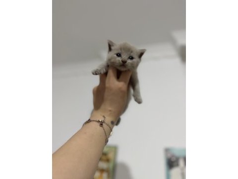 Latte bebek kediler rezerveye açıktır