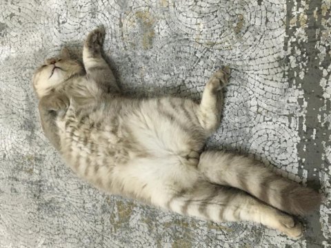 British shorthair