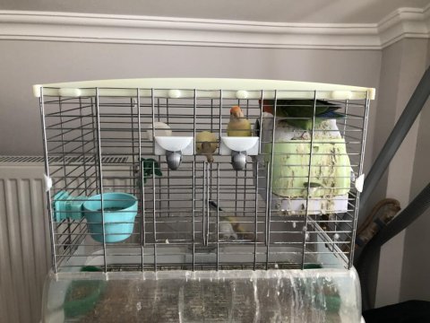Çift yumurtlar durumda kafes ile birlikte sevda papağanı