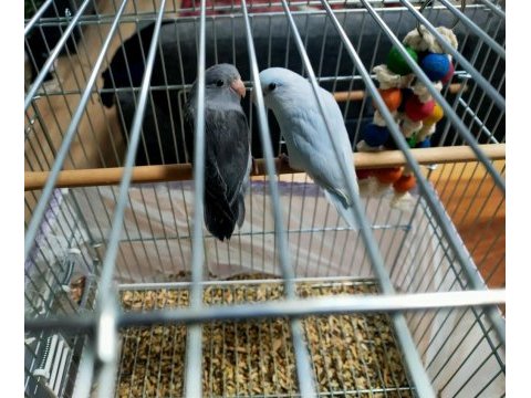 Forpus anittepe genç takımlar