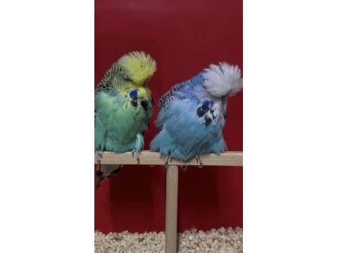 Show jumbo muhabbet kuşu