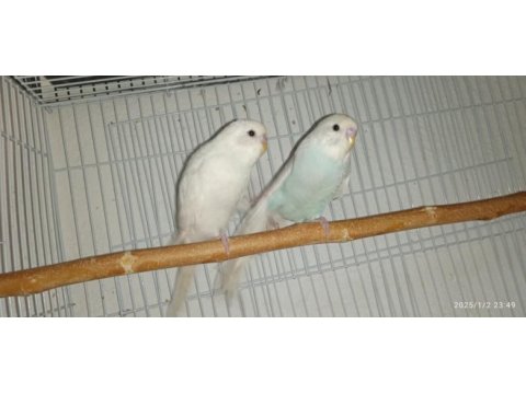 Jumbo ve çek muhabbet kuşu yavruları
