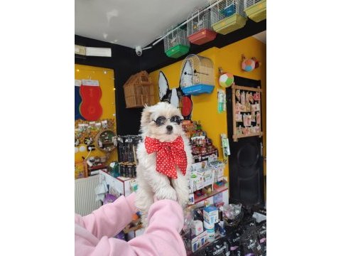 Üst düzey maltipoo bebeklerimiz hazır