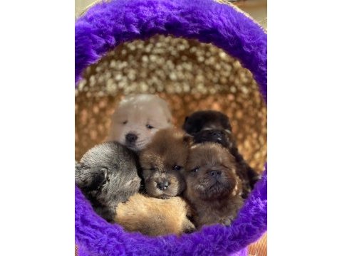 Mükemmel kalitede chow chow yavrular