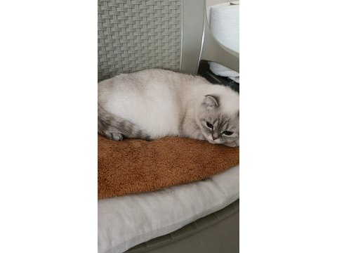 British blue point yavrular