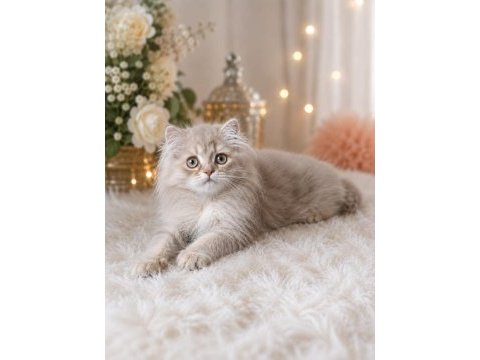 British longhair lilak golden sevimli cana yakın uysal