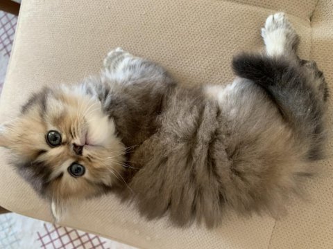 British longhair gold nadir renklerden