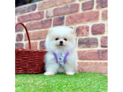 Pomeranian boo dişi