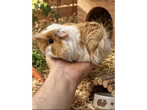 Safkan ticolor peruvian bebek ginepig