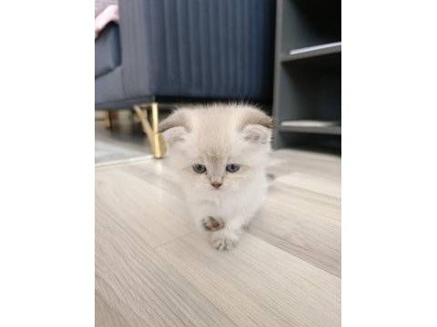 Silver scottish fold blue point silver ingiliz kedisi