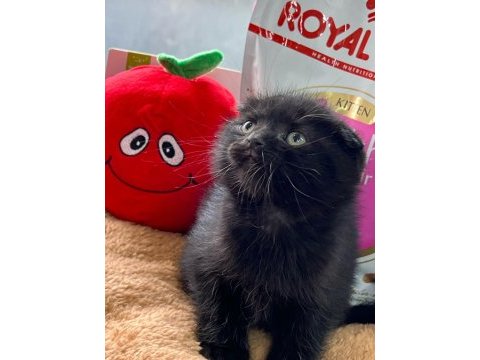 Safkan ayı surat scottish fold