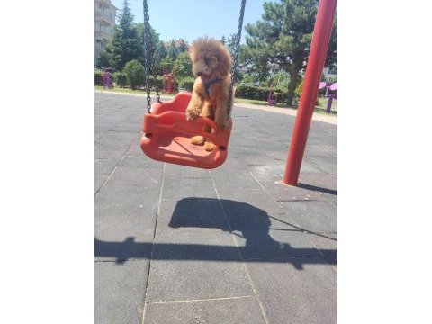 Erkek toy poodle