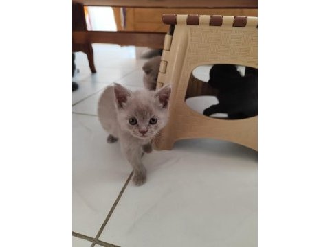 1 aylık scottish fold yavrular sahiplendirmek istiyorum