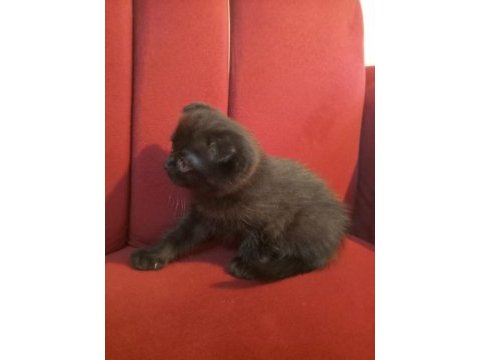 İzmir üçyol scottish fold kedilerim