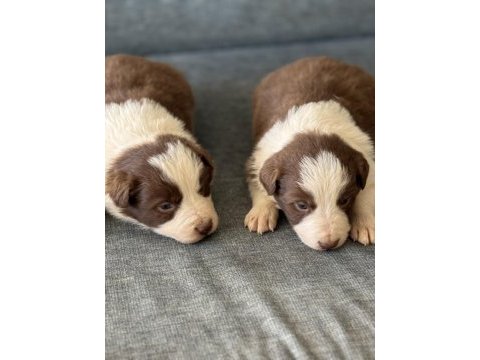 Safkan kahve beyaz border collie bebekler