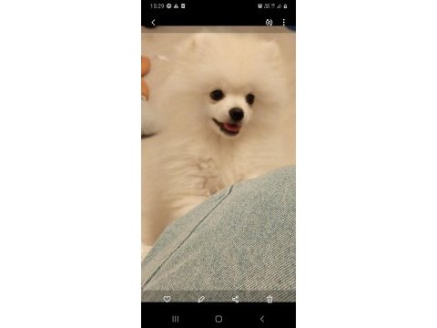 Pomeranian erkek 5 aylık