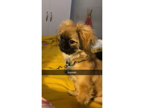 Sisi pekinez köpeği